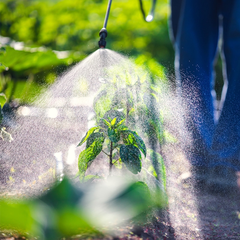 Spraying vegetable green plants with pesticides